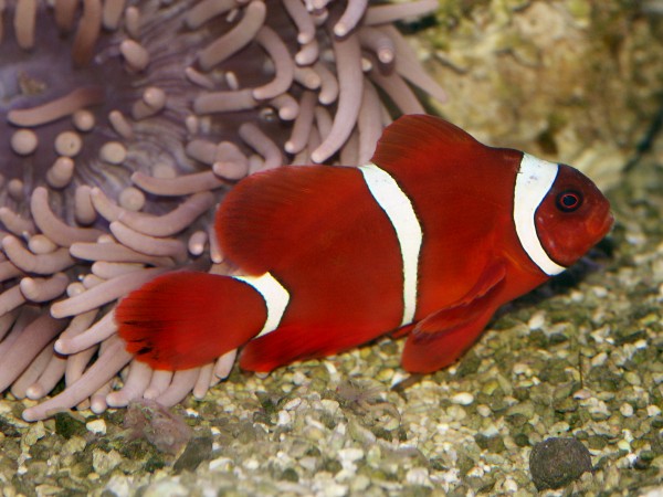 Samtanemonenfisch - Premnas biaculeatus