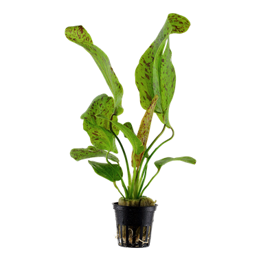 Echinodorus Ozelot (Green)