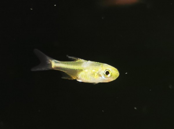 Neongrüner Zwergbärbling - Microdevario kubotai