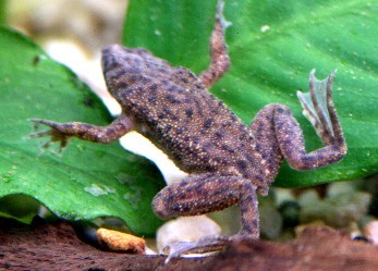 Zwergkrallenfrosch - Hymenochirus boettgeri