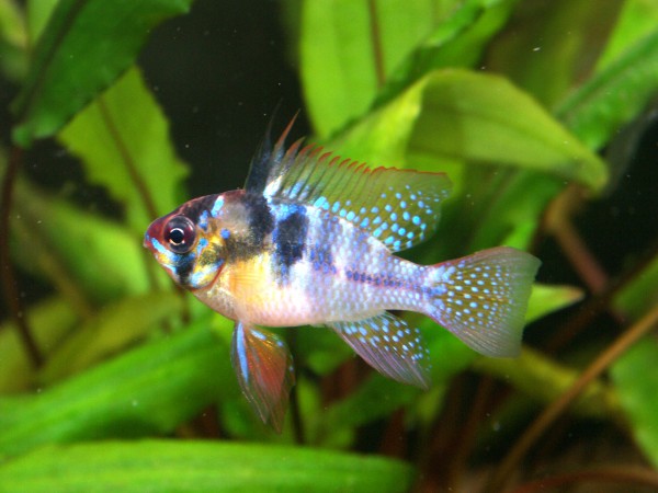 Schmetterlingsbuntbarsch - Mikrogeophagus ramirezi
