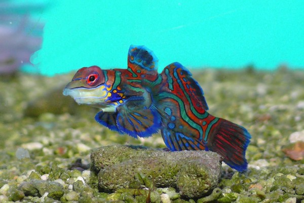 Mandarinfisch - Synchiropus Splendidus