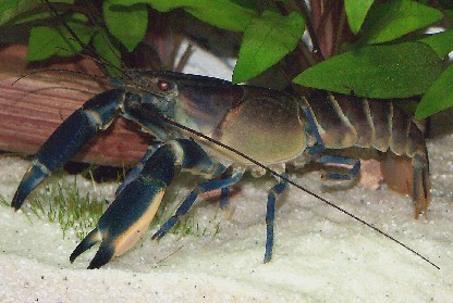 Krebs Blue Moon Typ I - Cherax spec.