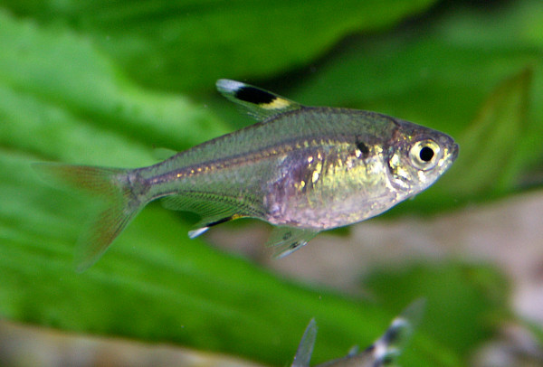 Sternflecksalmler, Pristella maxillaris