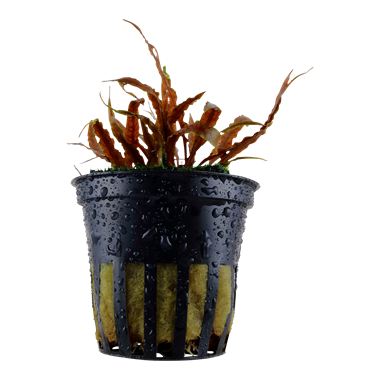 Cryptocoryne albida Brown