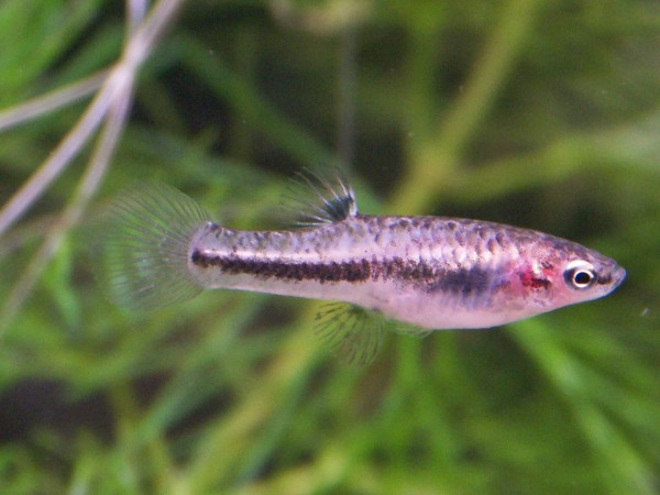 Zwergkärpfling - Heterandria formosa