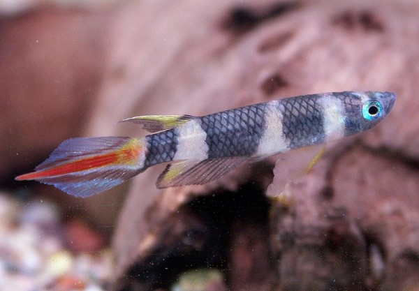 Ringelhechtling - Pseudepiplatys annulatus