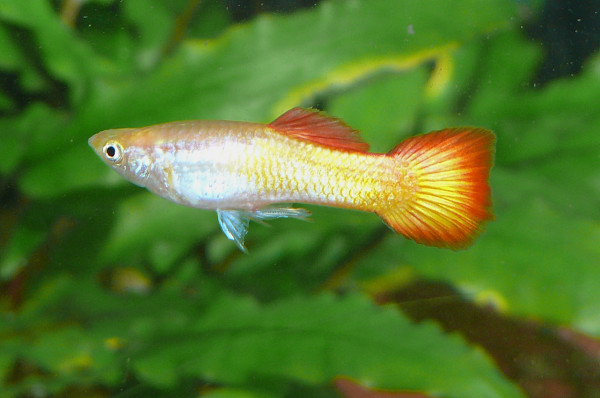 Mix Guppy Männchen - Poecilia reticulata