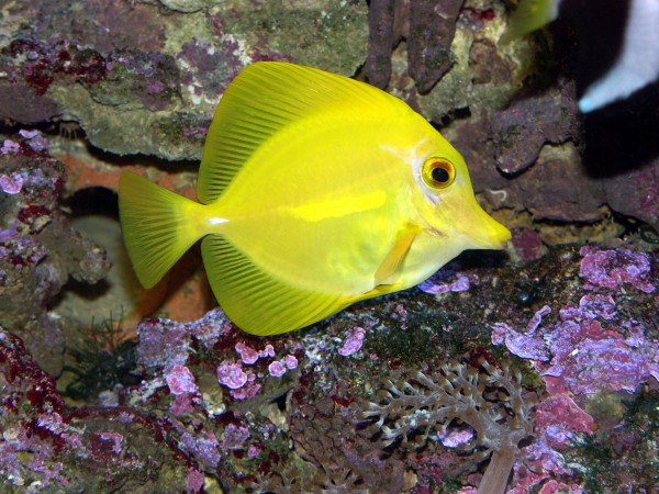 Hawaii Doktorfisch - Zebrasoma flavescens