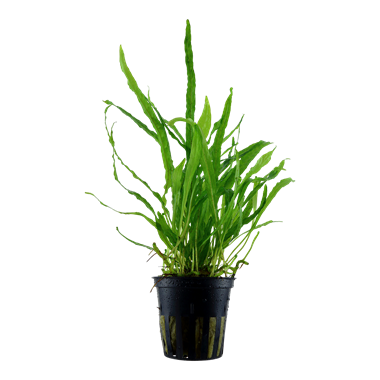 Microsorum pteropus Narrow