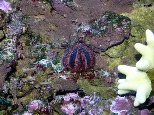 Kugel - Seeigel - Mespilia globulus