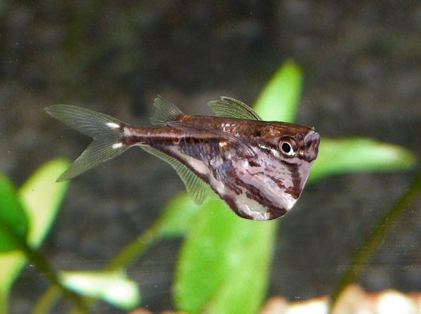 Marmorierter Beilbauch - Carnegiella strigata fasciata