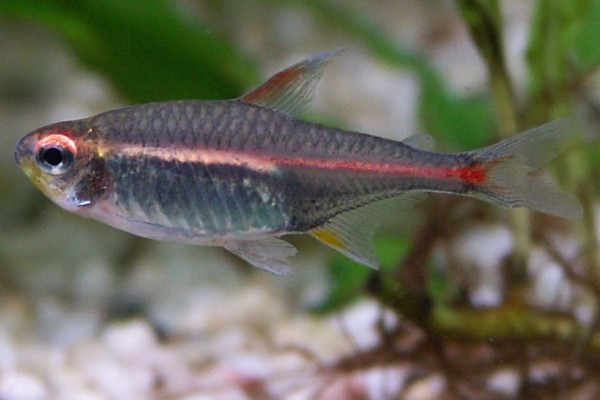 Glühlichtsalmler - Hemigrammus erythrozonus