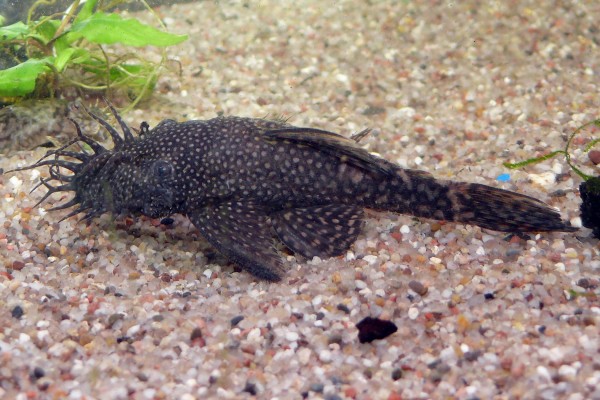 Brauner Antennenwels groß - Ancistrus sp.