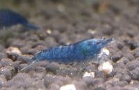 Blue Velvet Zwerggarnele - Neocaridina davidi Blue Velvet Zwerggarnele - Neocaridina davidi