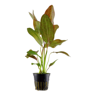 Echinodorus Ozelot
