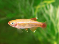 Kardinalfisch Gold , Tanichthys albonubes gold Kardinalfisch Gold , Tanichthys albonubes gold