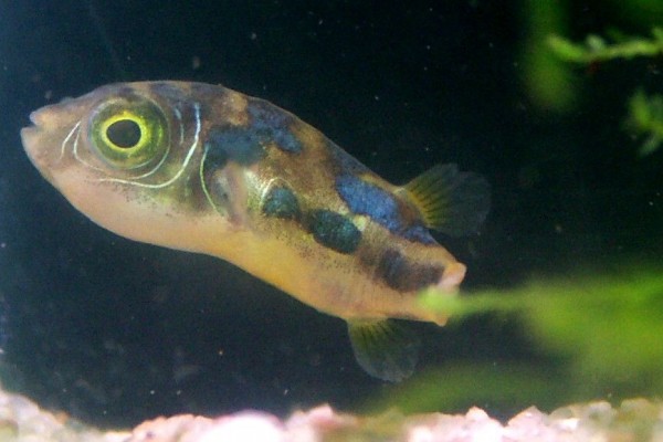 Erbsen Kugelfisch - Carinotetraodon travancoricus