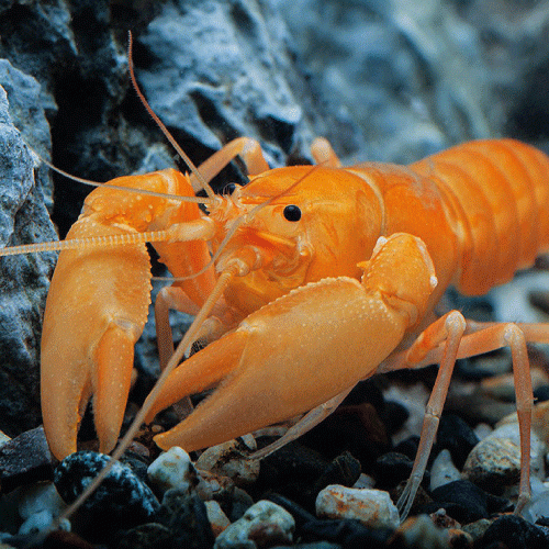 Aprikosenhummer - Cherax holthuisi orange