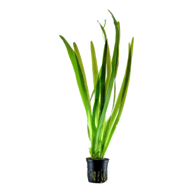 Vallisneria amer. Gigantea