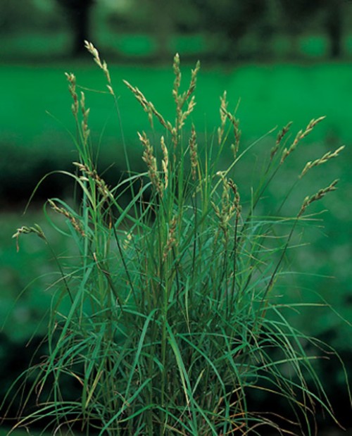Papyrus Pflanze Cyperus alternifolius Teichpflanzen Gartenteich