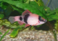 Pandabarbe - Puntius melanampyx Pandabarbe - Puntius melanampyx