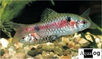 Zweipunktbarbe - Barbus ticto Zweipunktbarbe - Barbus ticto
