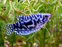 Fadenfisch Marmor - Trichogaster trichopterus Fadenfisch Marmor - Trichogaster trichopterus