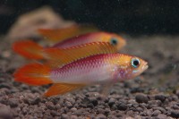 Agassiz Buntbarsch red fire - Apistogramma agassizii Agassiz Buntbarsch red fire - Apistogramma agassizii
