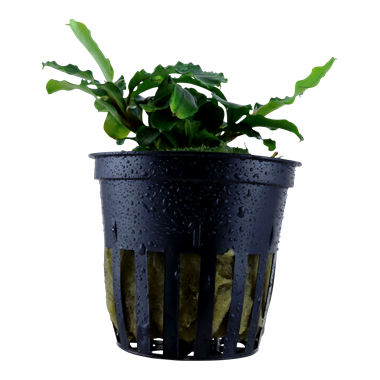 Bucephalandra Wavy Green