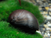 Schwarze Stahlhelm Rennschnecke - Neritina pulligera Schwarze Stahlhelm Rennschnecke - Neritina pulligera