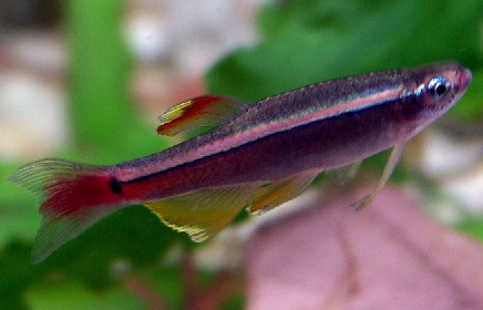 Kardinalfisch Tanichthys albonubes