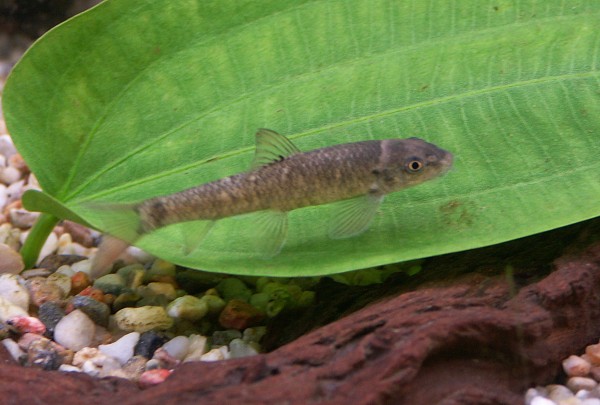 Kangalfisch - Garra rufa