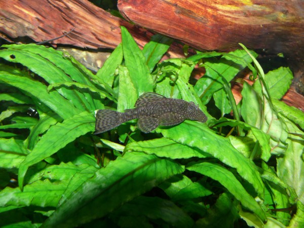 Brauner Antennenwels klein - Ancistrus sp.