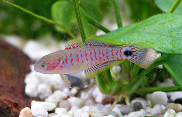 Schwanzfleck Schläfergrundel - Tateurndina ocellicauda