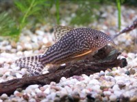 Orangeflossen Panzerwels - Corydoras sterbai Orangeflossen Panzerwels - Corydoras sterbai