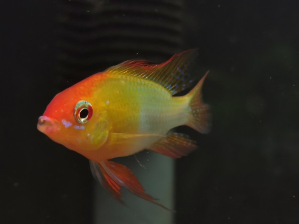 Schmetterlingsbuntbarsch Gold - Mikrogeophagus ramirezi