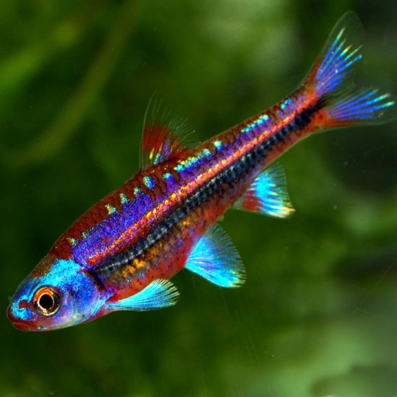 Regenbogenelritze Notropis chrosomus Raritäten Lebende Tiere