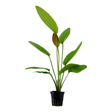 Echinodorus Rose