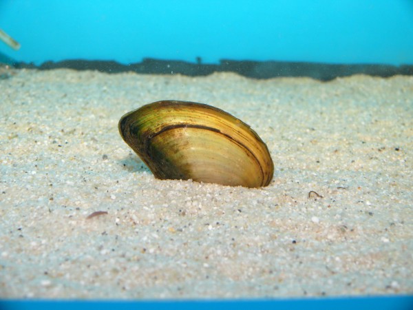 Teichmuschel - Anodonta cygnea