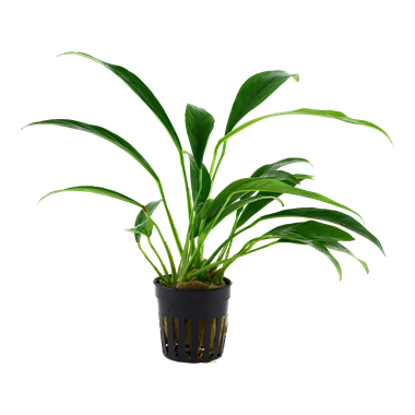 Anubias bart. angustifolia