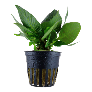 Hygrophila Compact