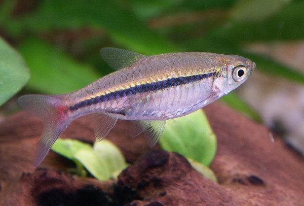 Rotschwanzrasbora - Rasbora borapetensis