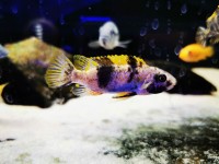 Schabemaulbuntbarsch - Labeotropheus trewavasae OB Schabemaulbuntbarsch - Labeotropheus trewavasae OB