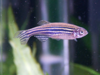 Zebrabärbling , Brachydanio rerio Zebrabärbling , Brachydanio rerio