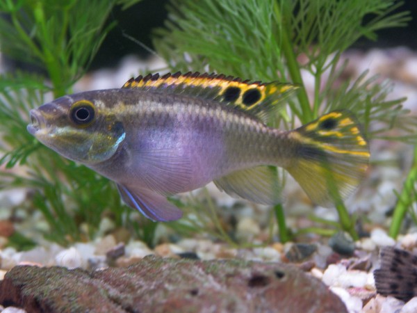 Purpurprachtbuntbarsch - Pelvicachromis pulcher