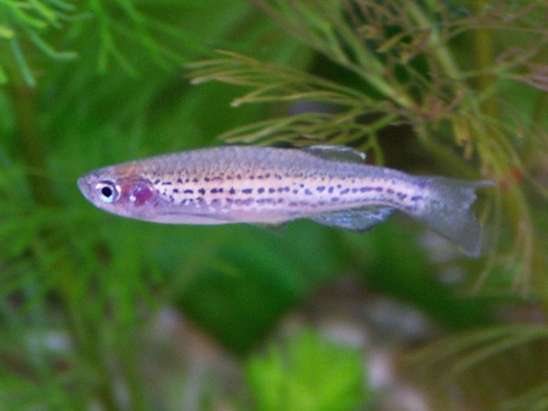 Leopardbärbling - Brachydanio frankei