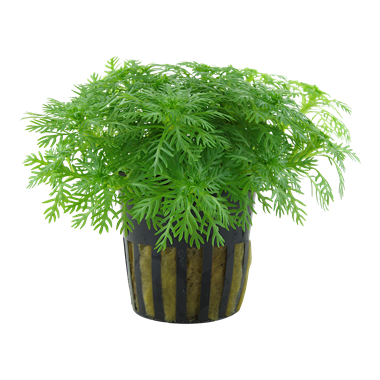 Hottonia palustris