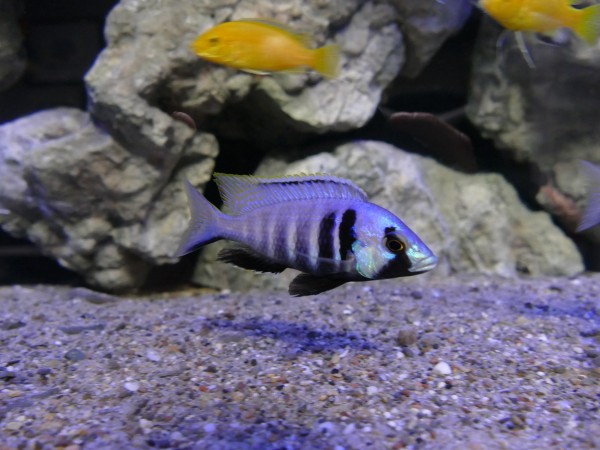 Placidochromis electra Likoma