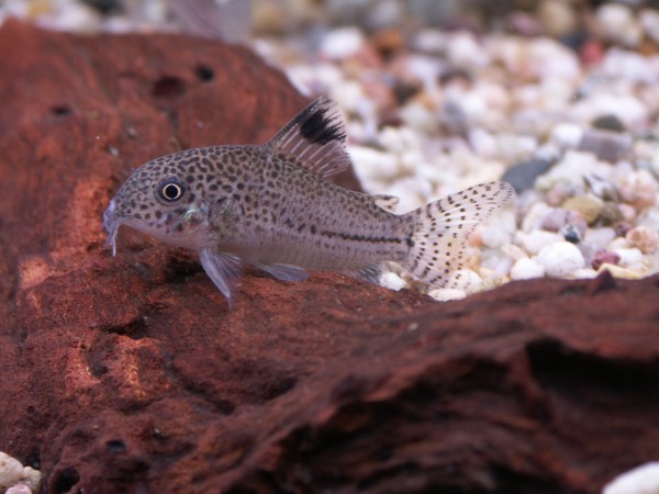 Julipanzerwels - Corydoras julii
